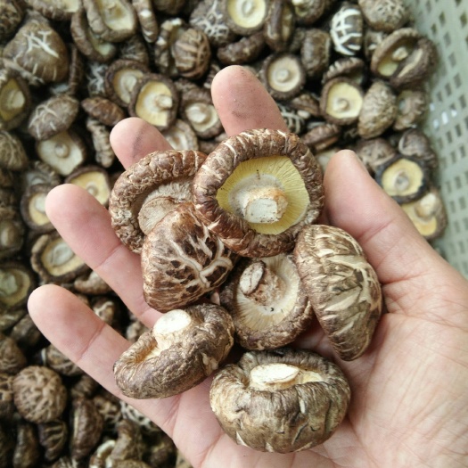 内乡县袋料，冬花菇，小花菇，剪脚，包邮48小时发货