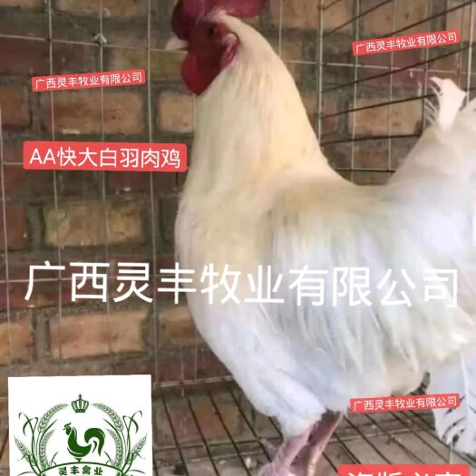 817快大白羽肉鸡苗 45天出栏 有4斤，四斤多一点，