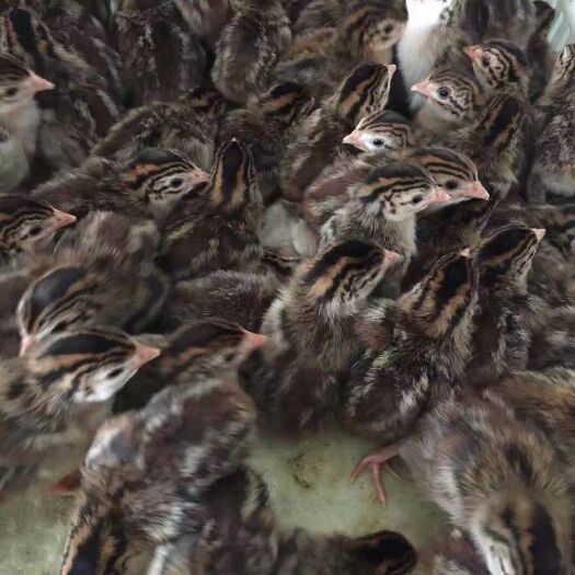 广州珍珠鸡苗 统货