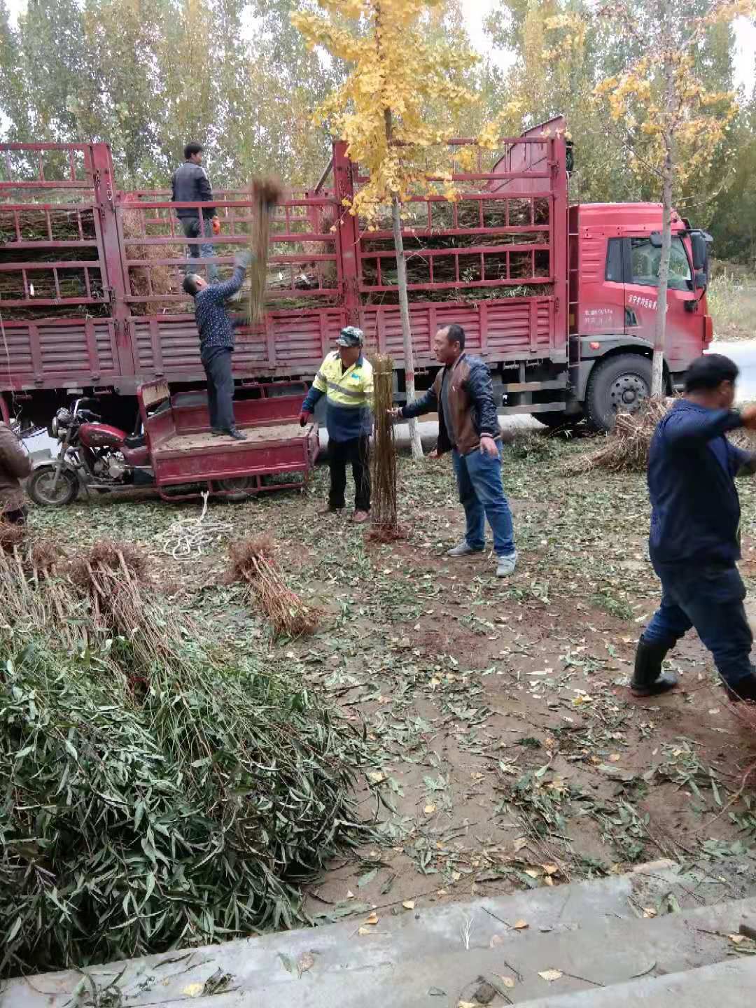 桃树苗 嫁接桃树苗