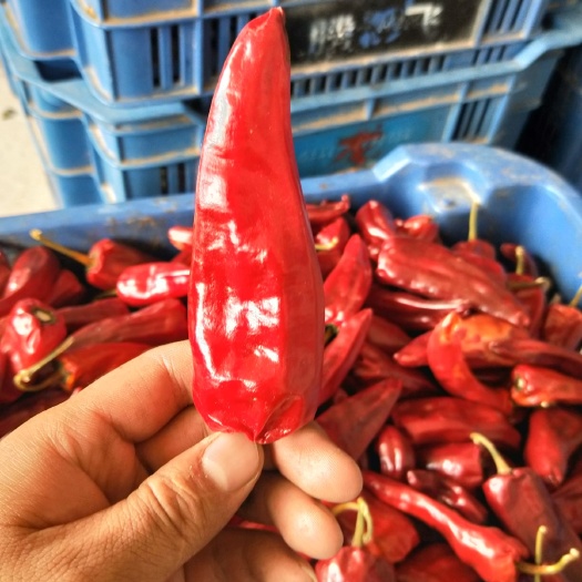应县六寸红干辣椒