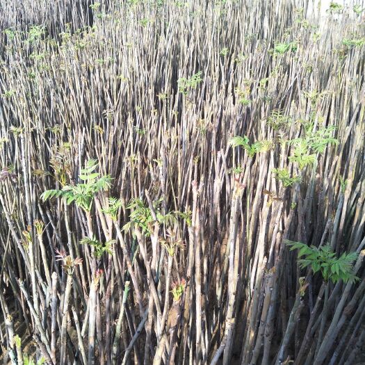 涡阳县 大量出售香椿芽