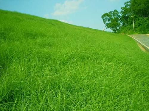 百喜草种子道路护坡水土保持牧草草籽公路 堤坝绿化草坪种