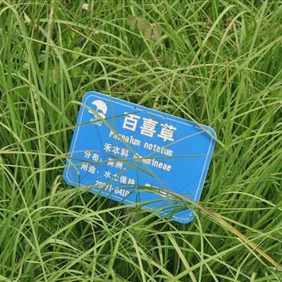 百喜草种子道路护坡水土保持牧草草籽公路 堤坝绿化草坪种