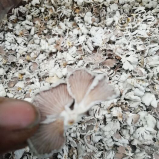新化县小朵漂亮白参菌礼品级白参菌