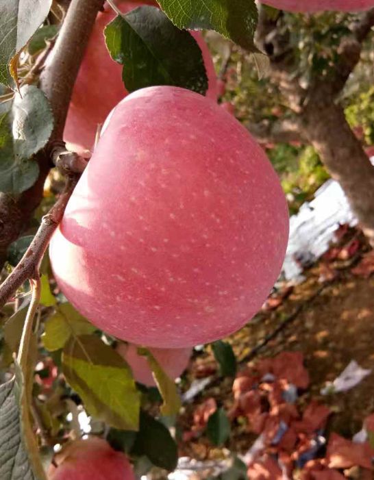 红富士苹果 红富士2元起步