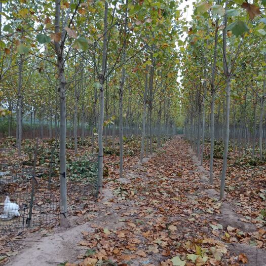 西华县法国桐树 6～13公分梧桐树