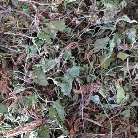 新货中药材批发零售青绿雷公根、崩大碗、积雪草