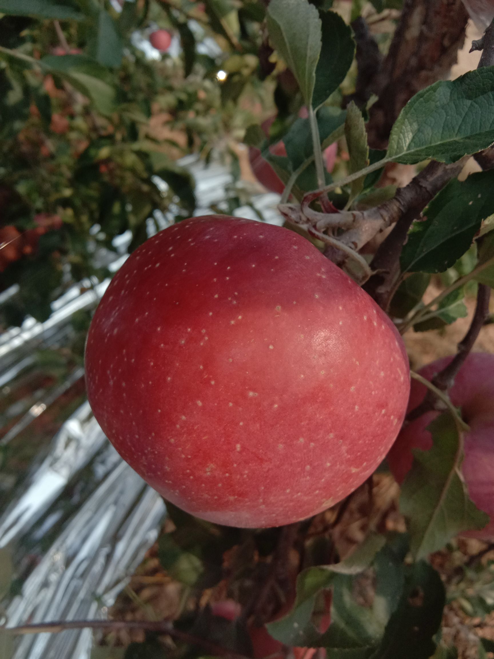 红富士苹果 红富士2元起步