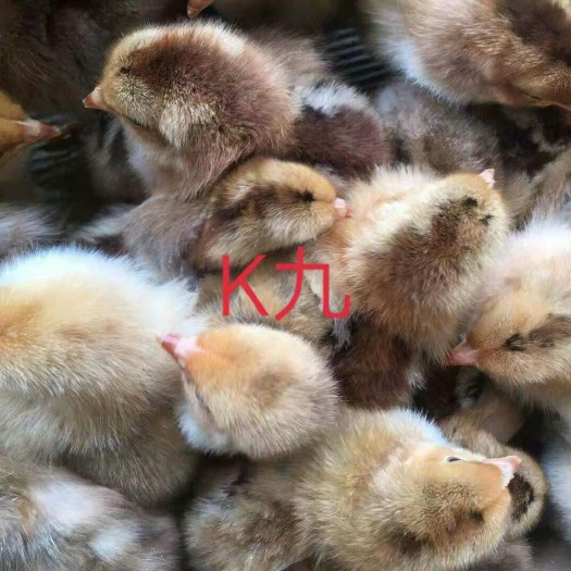 南宁 K九鸡苗