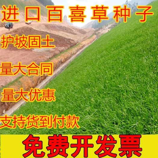 沭阳县百喜草种子道路护坡水土保持牧草草籽公路 堤坝绿化草坪种