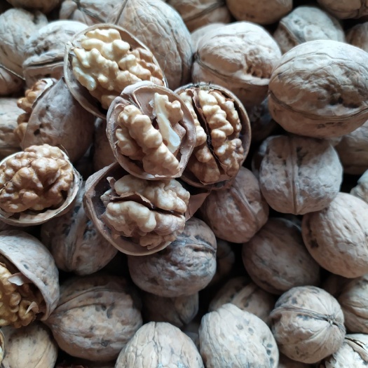 沧县 新疆纸皮核桃185核桃