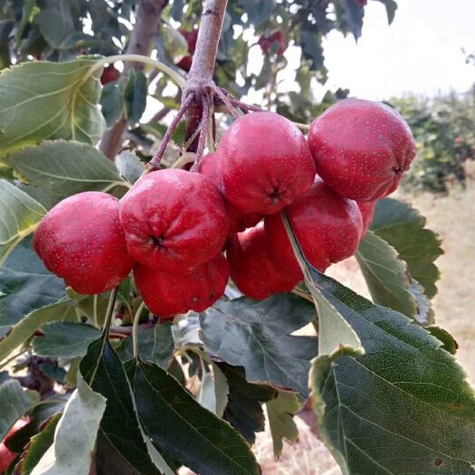 平邑县大五棱山楂 20 - 25克