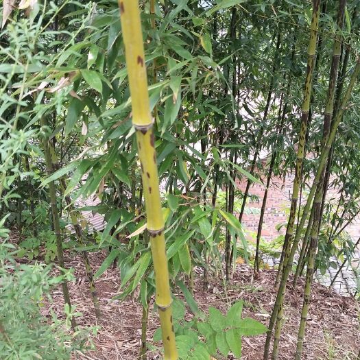 宜宾湘妃竹  绿化花班竹大量上货。