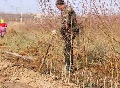 映霜红桃苗 冬桃苗映霜红 明年结果苗 包结果 全国包邮