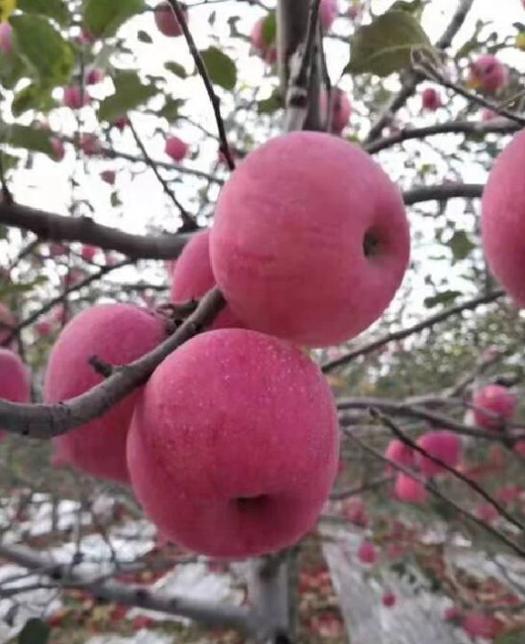 红富士苹果 红富士2元起步