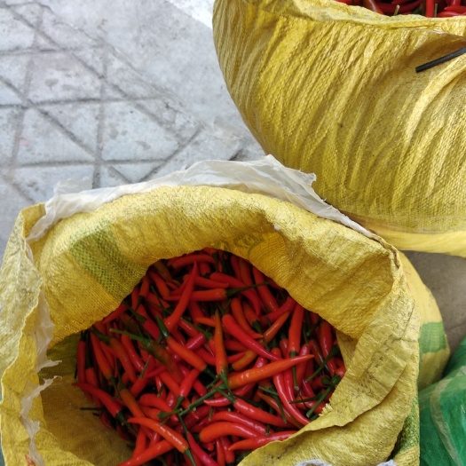 上林县 指天椒