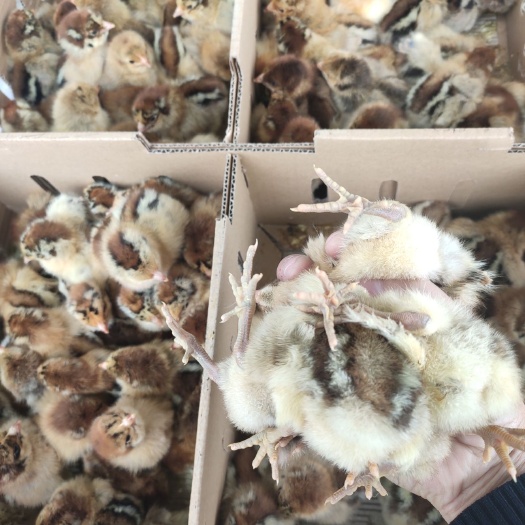 衡阳青脚麻鸡苗 大种肉鸡苗长速快出栏早 麻鸡苗质量运输包