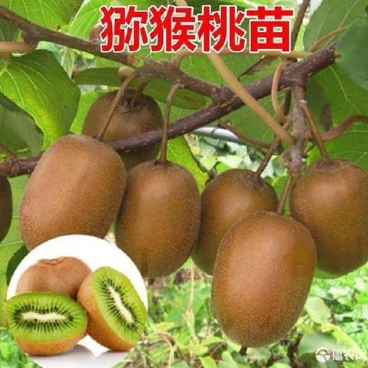 平邑县红心猕猴桃苗 嫁接苗