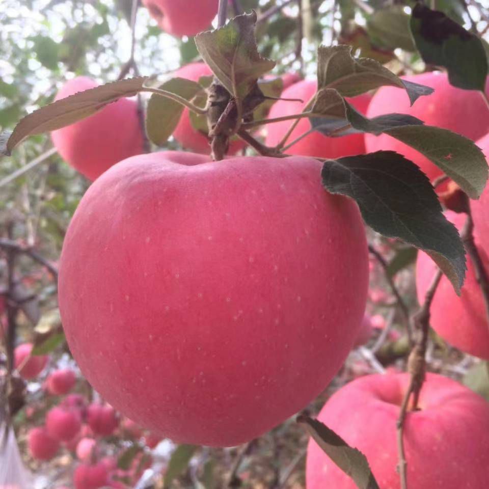 红富士苹果 红富士2元起步