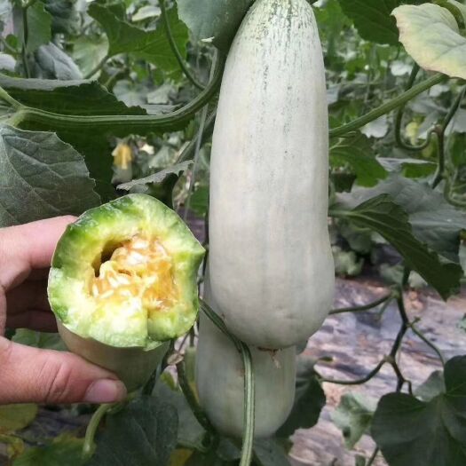 羊角蜜甜瓜2025现货头茬现摘，脆甜爽口，5斤4—7根包邮