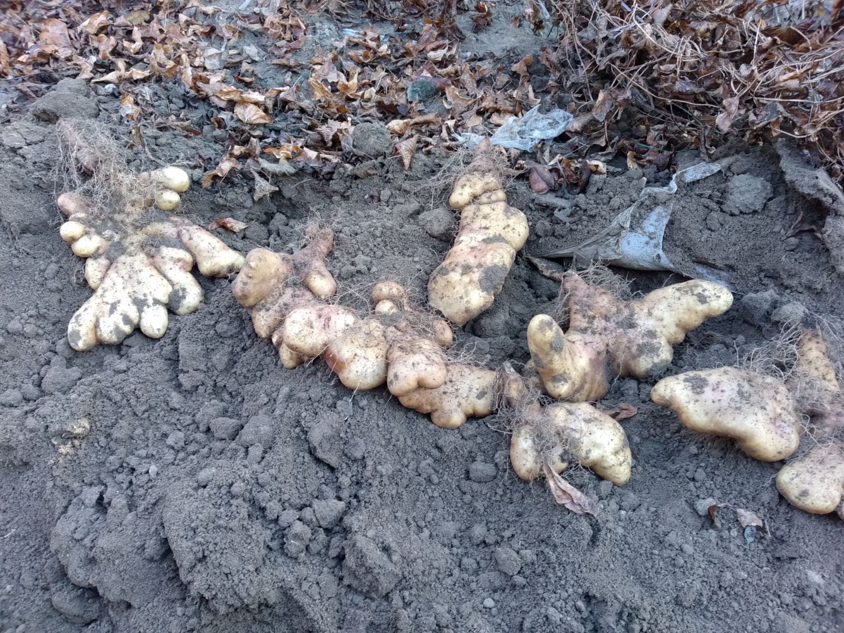  无公害灵芝山药，