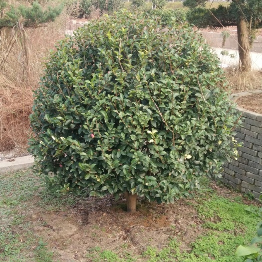  茶花