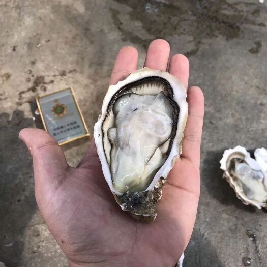 海口山东乳山牡蛎 海水 2-3两/只 鲜活水产