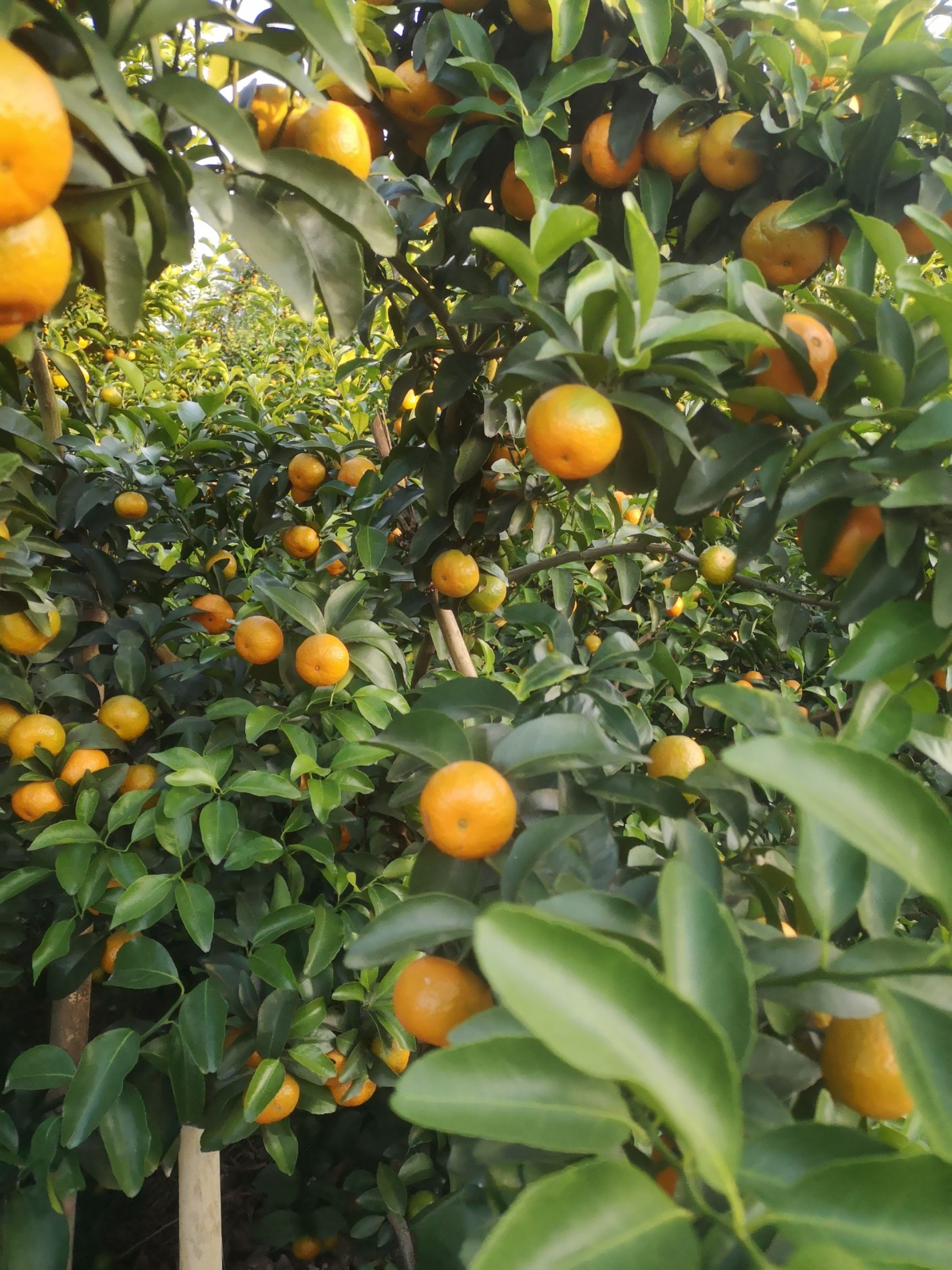 沙糖桔 靓靓滴杀人桔