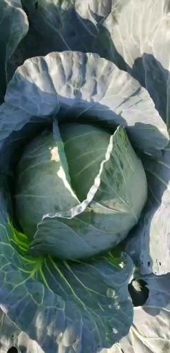 靖远县莲花白包菜  扁包菜质优价廉产地直发上货速度快