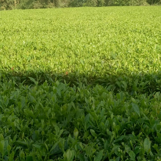 宣恩县 绿茶