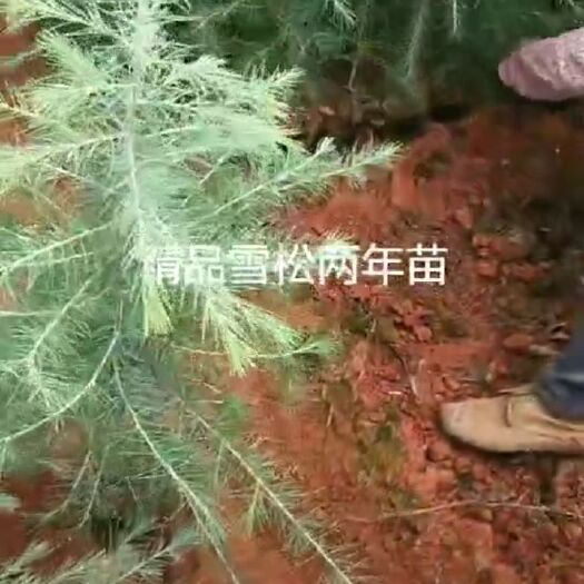咸阳 雪松