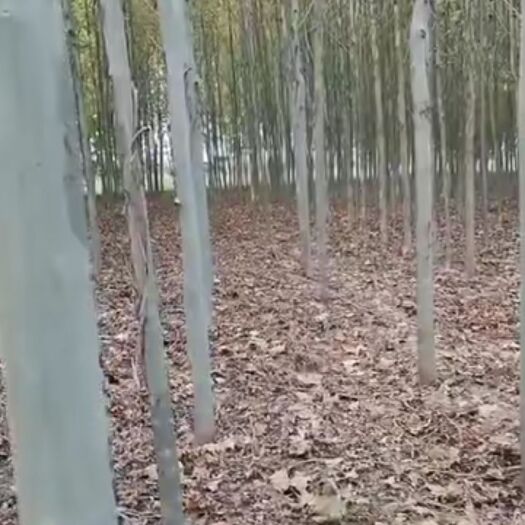 济南 原生冠速生法桐5-16公分急售