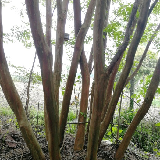 东至县 紫薇 丛生紫薇、精品丛生.杆多型美