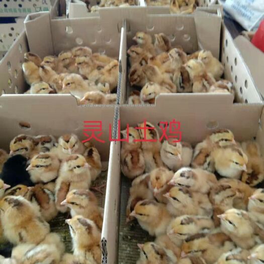 南宁 灵山土鸡苗