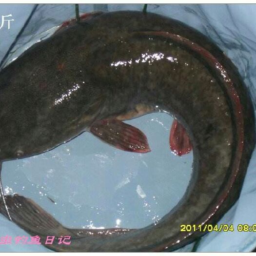 廉江市埃及塘鲺 有现鱼2到3万斤，电联