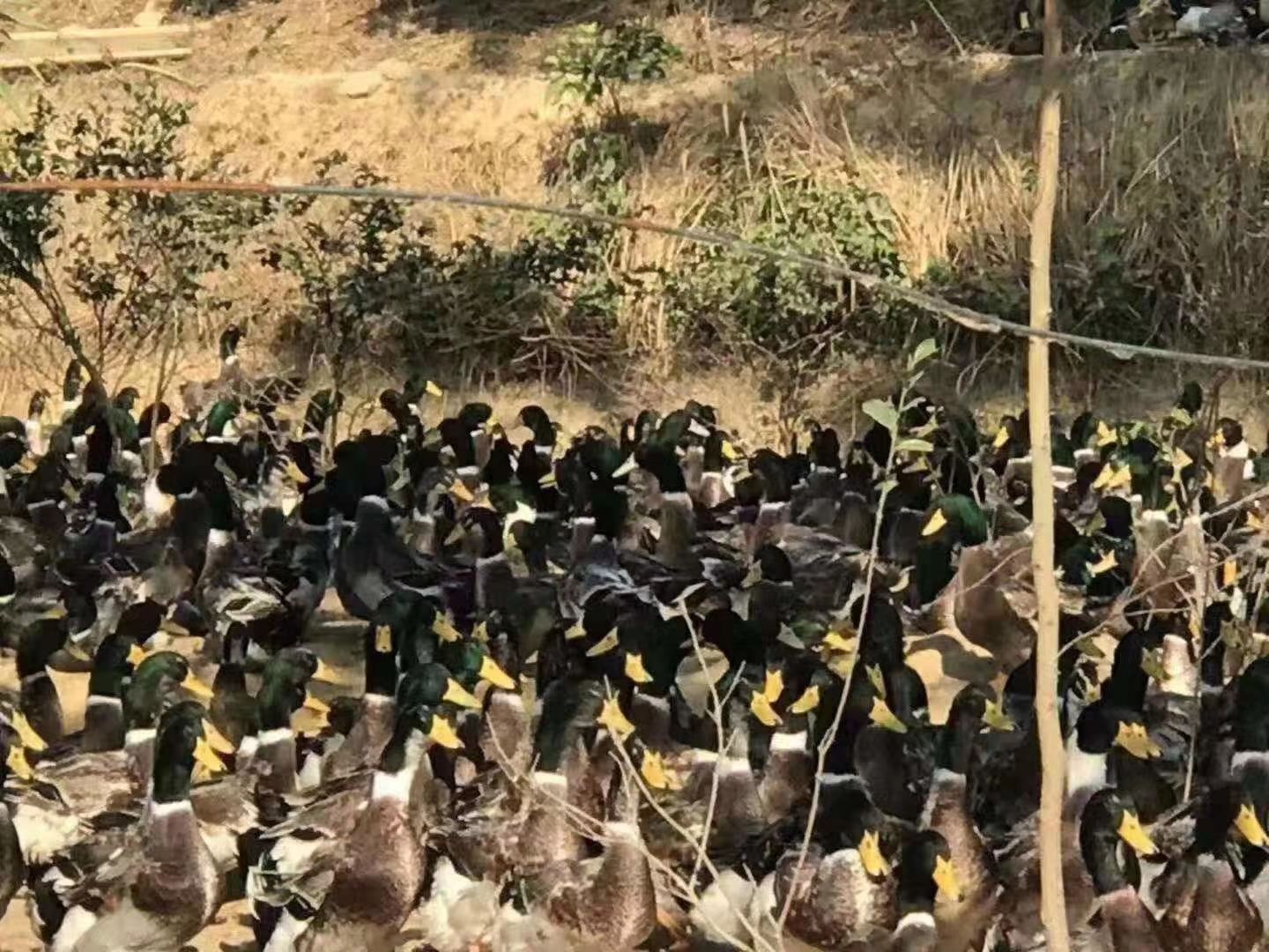  长期有货，全母麻鸭，清头鸭，本地三黄鸡