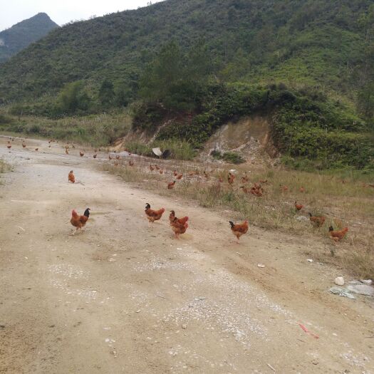 河池土鸡 见钱就卖，肉质有保证