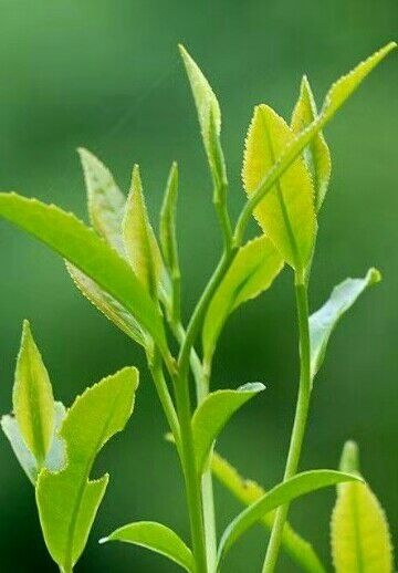 日照 日照有机绿茶。