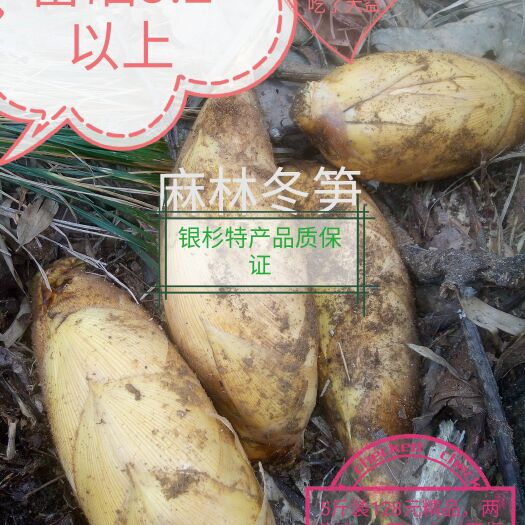 新宁县麻林冬笋~富硒。5两以上精品