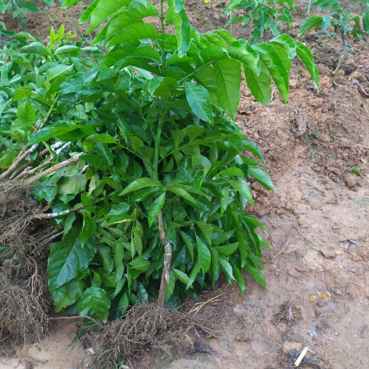 高州市贵妃黄皮果苗 黄皮苗松根广粤果苗合作社