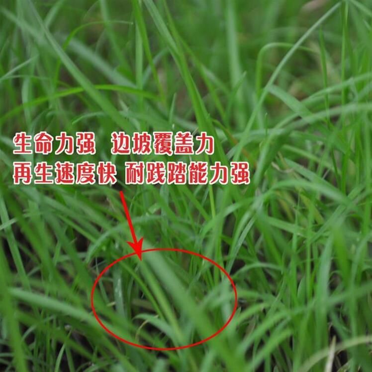 百喜草种子道路护坡水土保持牧草草籽公路 堤坝绿化草坪种