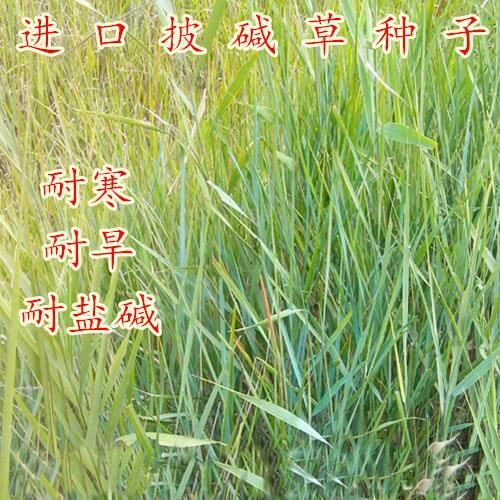 沭阳县披碱草种子耐旱耐盐碱草籽抗风沙抗寒草坪种子披碱草种子包邮
