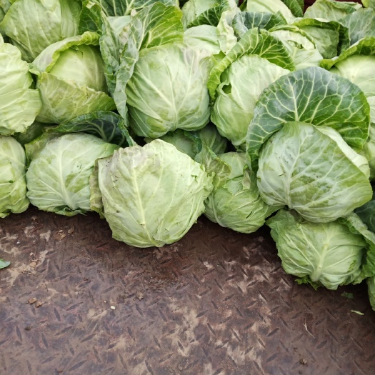 绿包菜 山东省临沂市郯城县 1.0~1.5斤