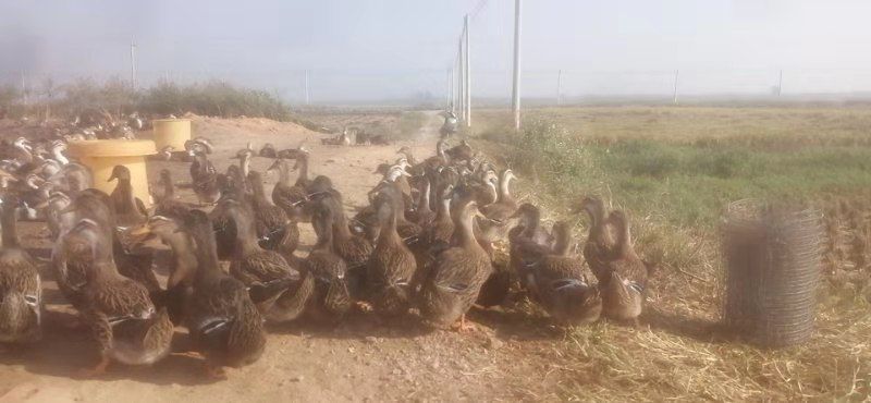  长期有货，全母麻鸭，清头鸭，本地三黄鸡