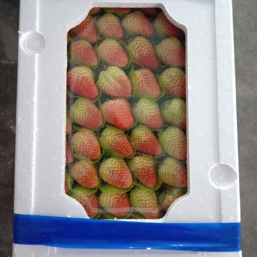 长丰县红颜草莓 长丰红颜，红颜量大味正，酸甜可口，长期代办，欢迎广大客商联系