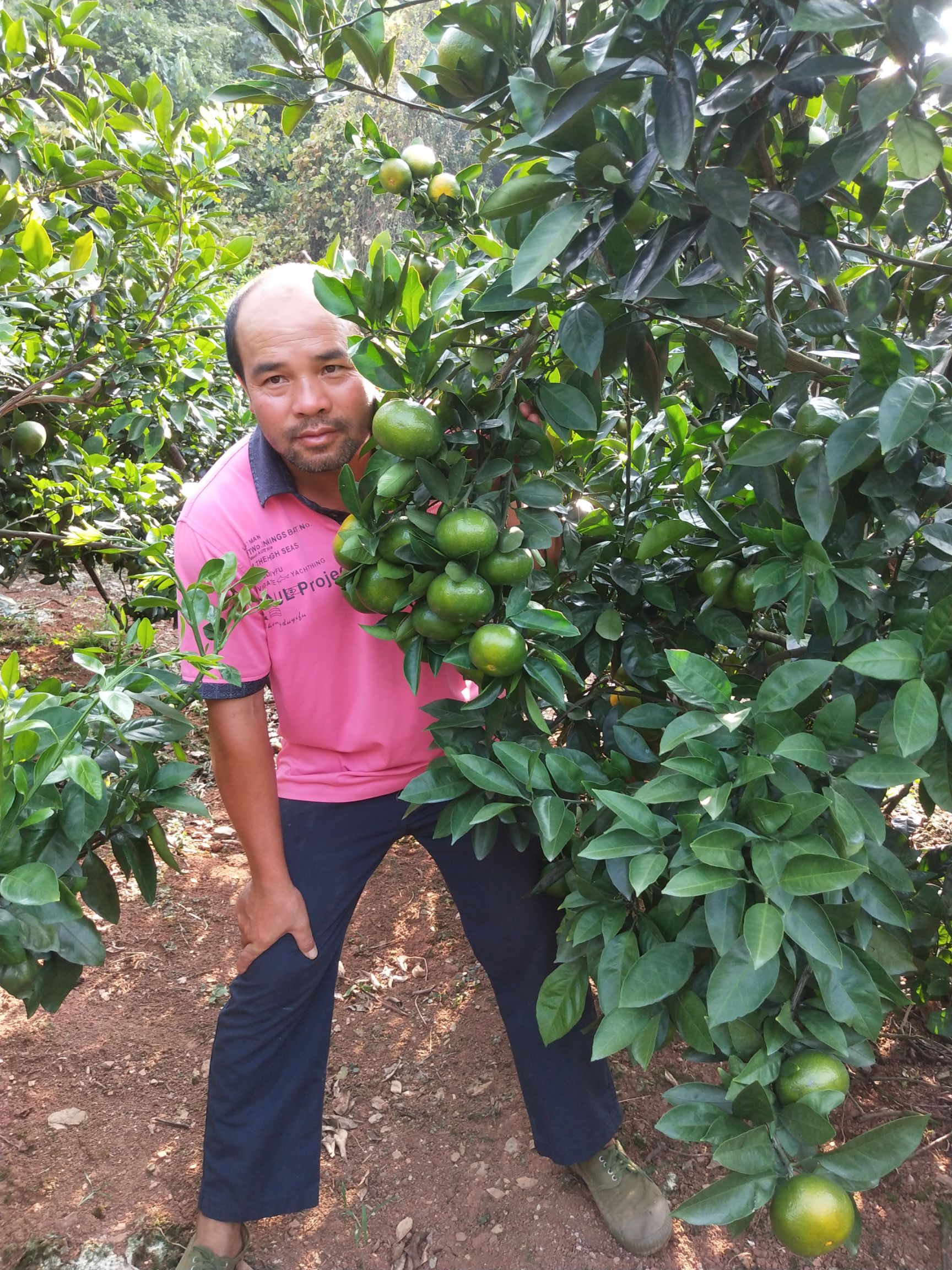 大分4号特早蜜橘苗  特早柑嫁接苗    特早温州柑苗