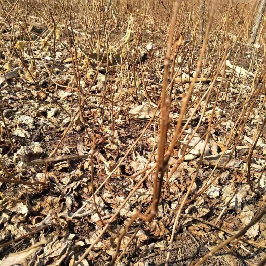 新宾县 大量出售五味子苗自己家的大约15万左右保证质量教授种植技术