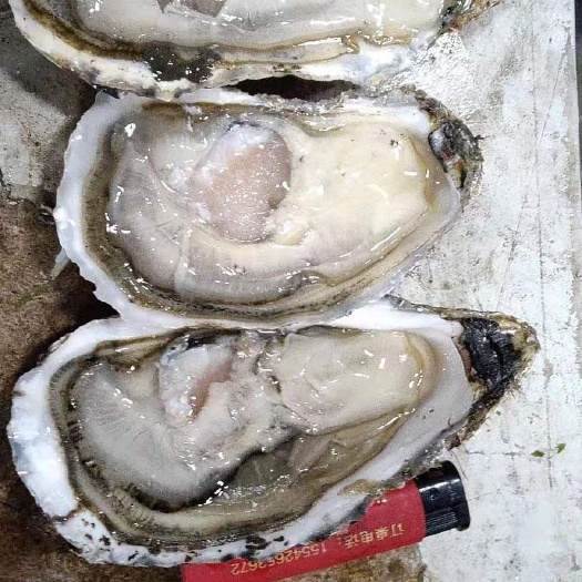 大连冷水生蚝，刺身生蚝6两以上