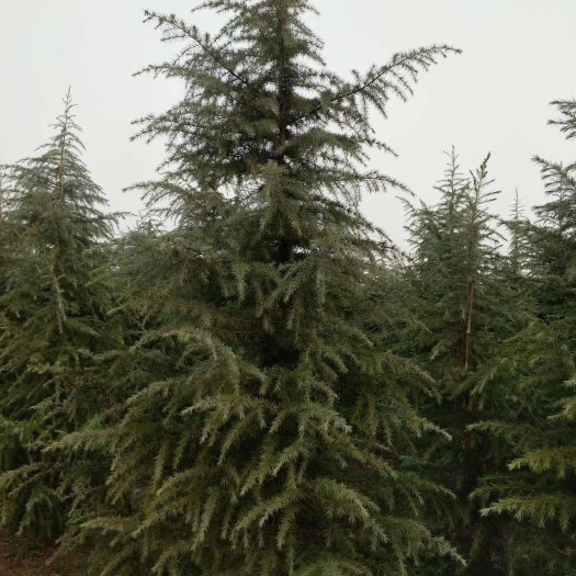 正阳县自家地里的雪松，各种型号，树美价廉，诚信经营，欢迎来考察！